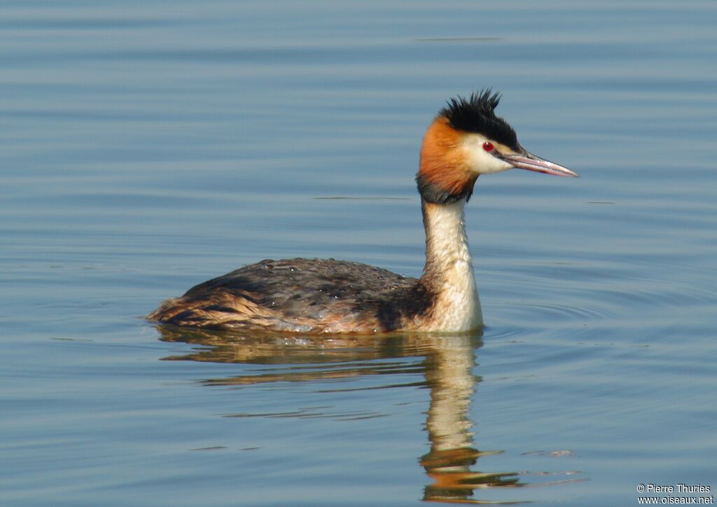 Great Crested Grebe male adult breeding