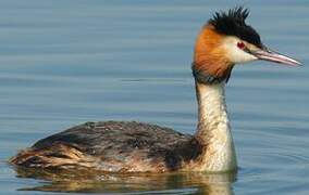 Great Crested Grebe