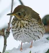 Song Thrush