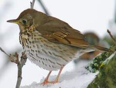 Song Thrush