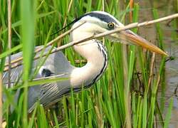 Grey Heron