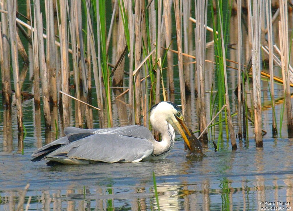 Grey Heron