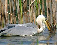 Grey Heron