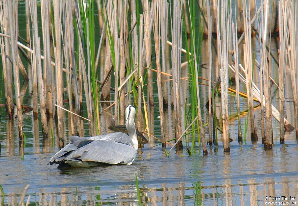 Grey Heron male adult