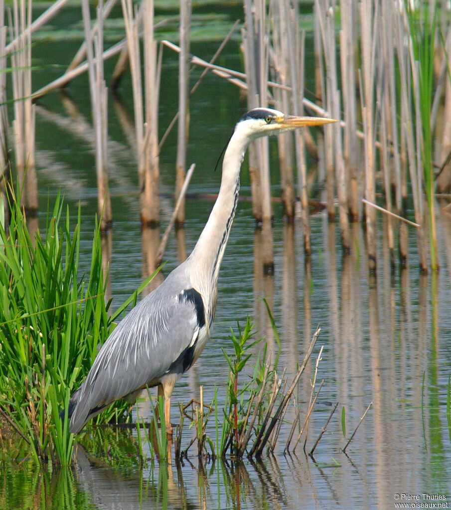 Grey Heron male adult