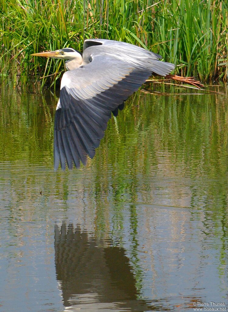 Grey Heron male adult