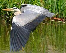 Grey Heron