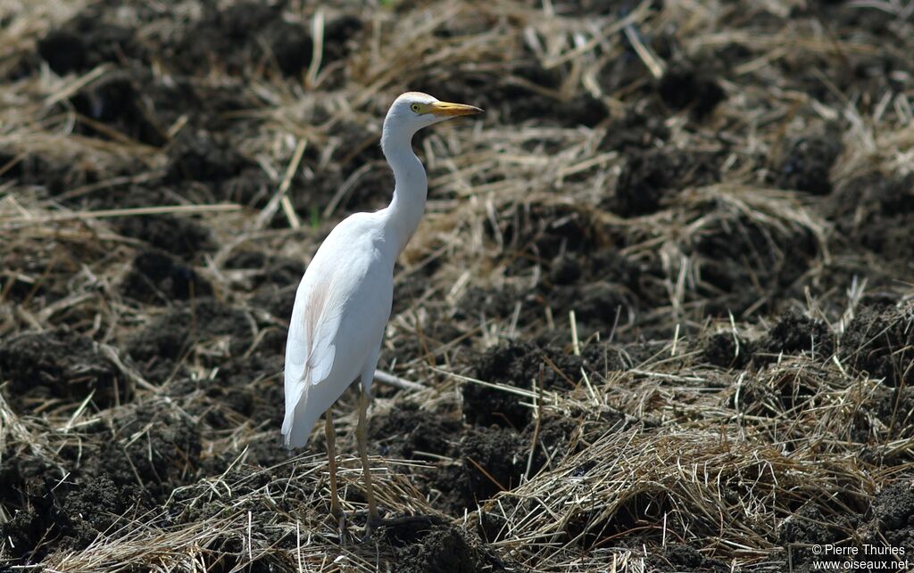 Western Cattle Egretadult