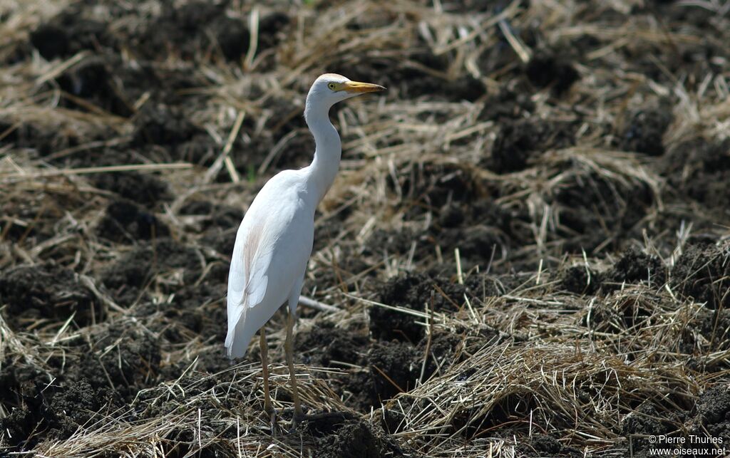 Western Cattle Egretadult