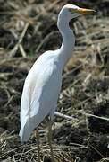 Western Cattle Egret