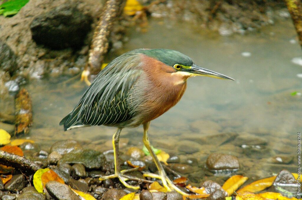 Green Heron male adult, identification