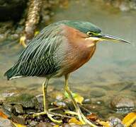 Green Heron