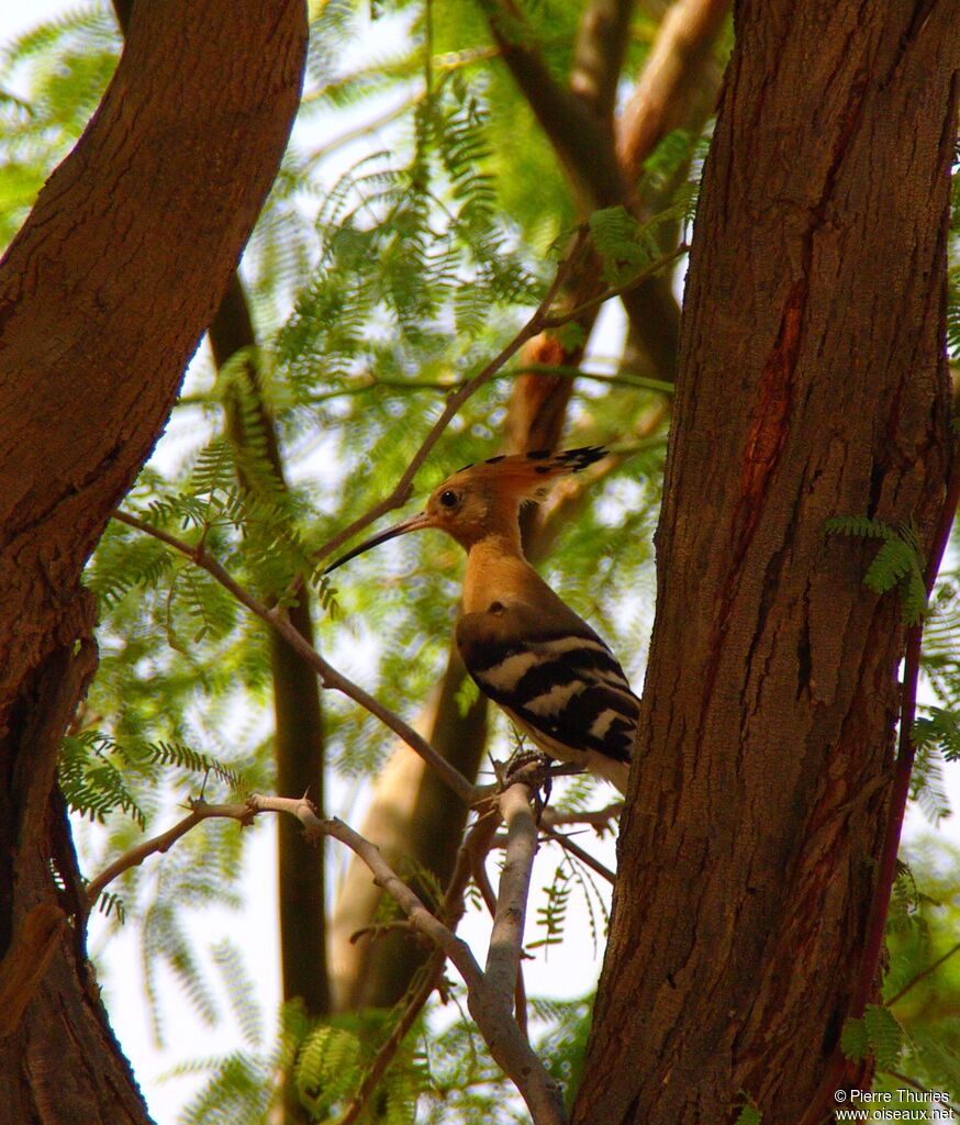 Eurasian Hoopoe