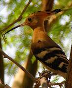 Eurasian Hoopoe