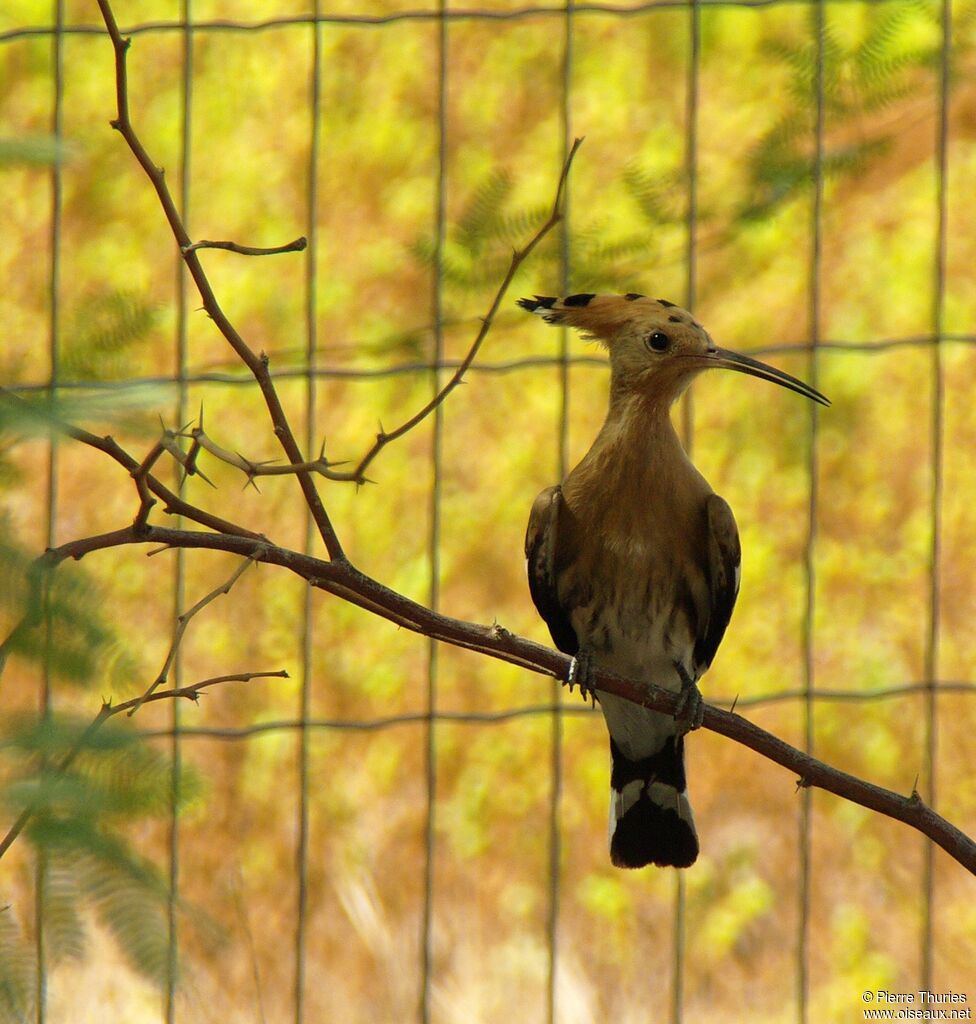 Eurasian Hoopoe