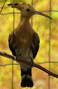 Eurasian Hoopoe