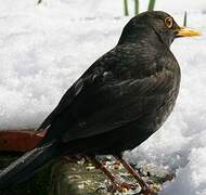 Common Blackbird