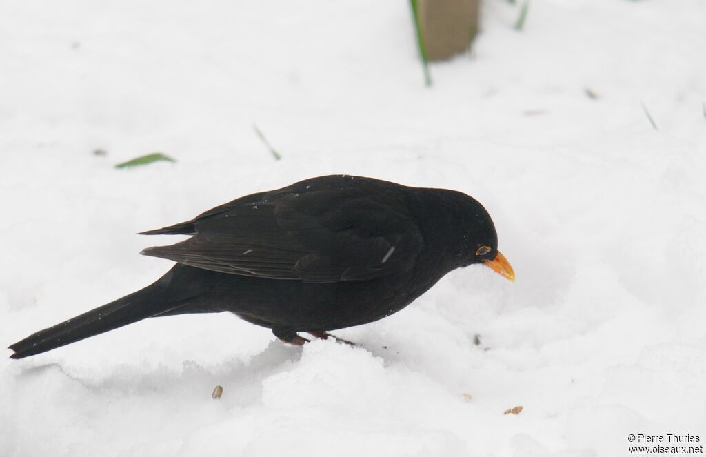 Common Blackbird male