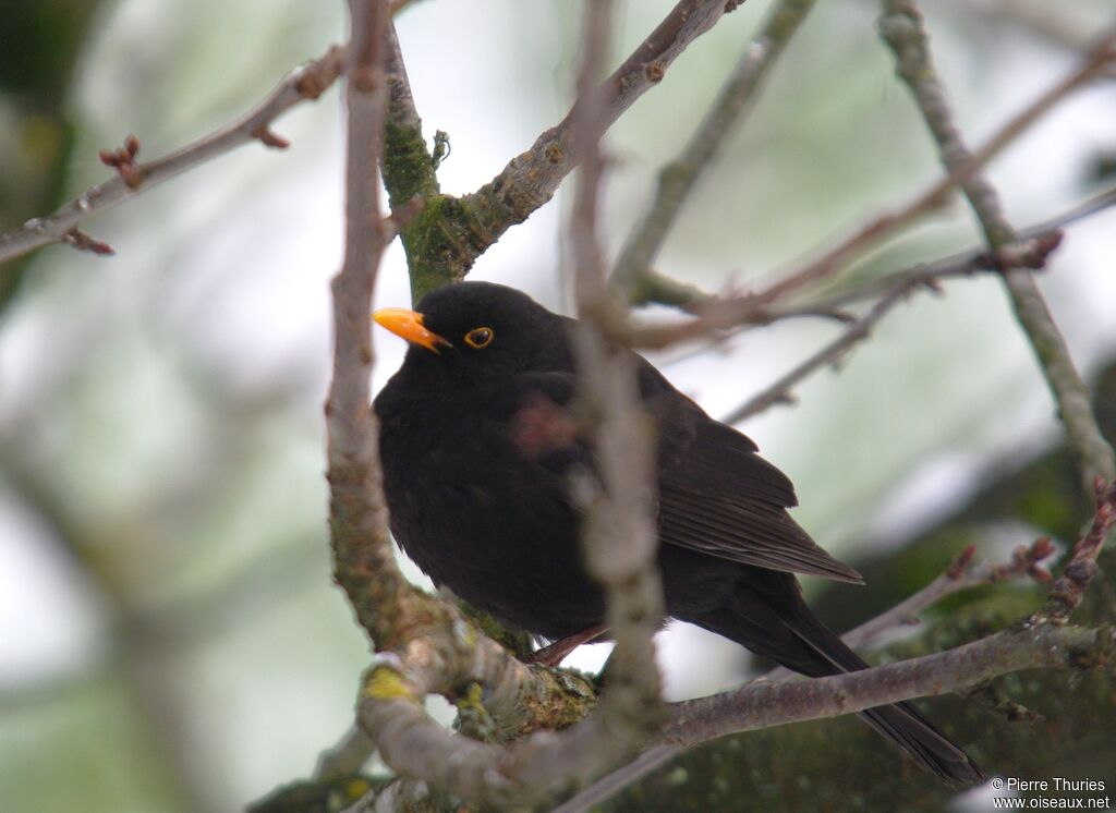 Common Blackbird male