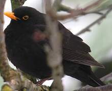 Common Blackbird