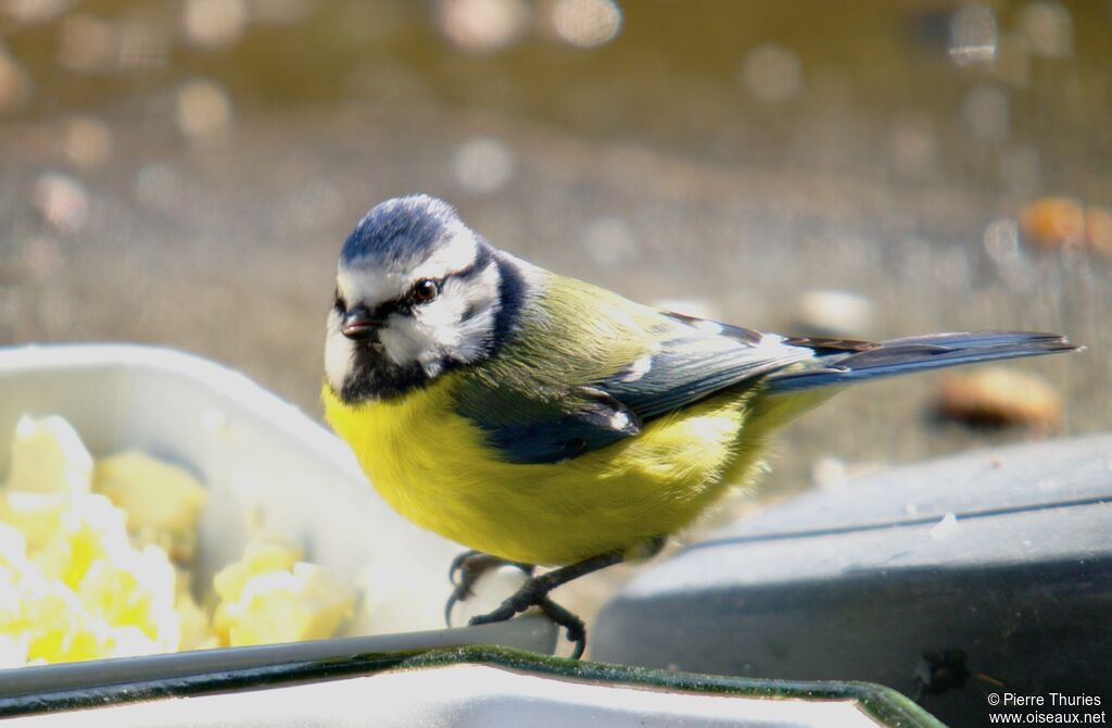 Eurasian Blue Titadult