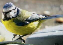 Mésange bleue