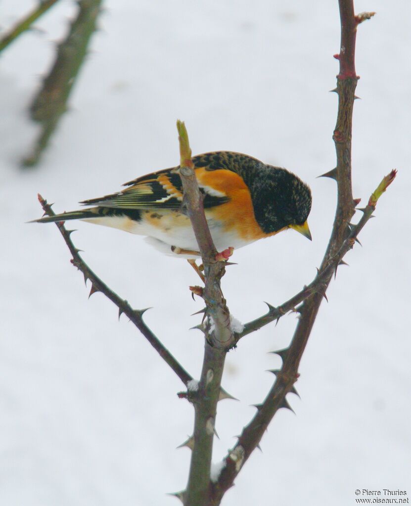 Brambling male