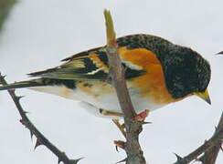 Brambling