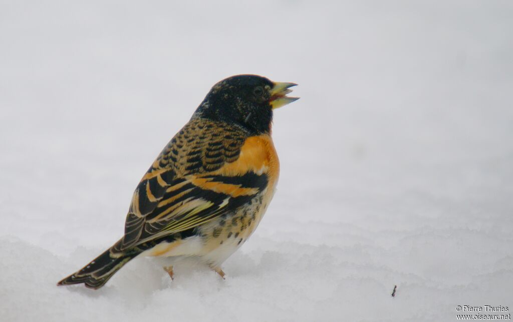 Brambling male