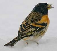 Brambling