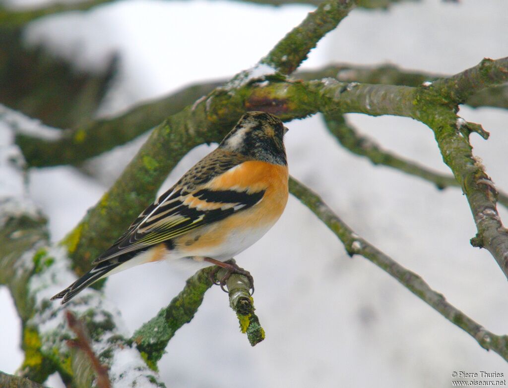 Brambling male