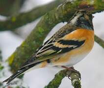 Brambling