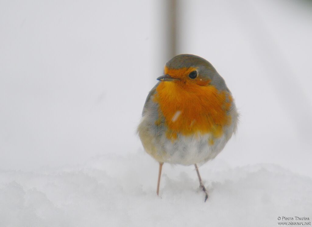 European Robinadult