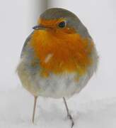 European Robin