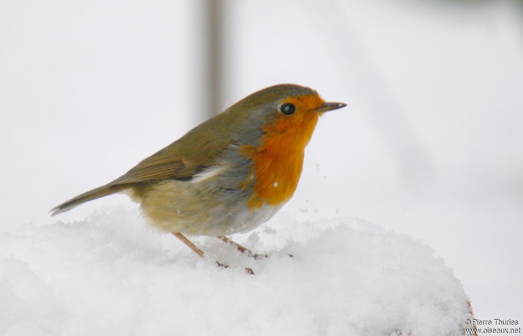 European Robinadult