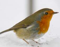 European Robin