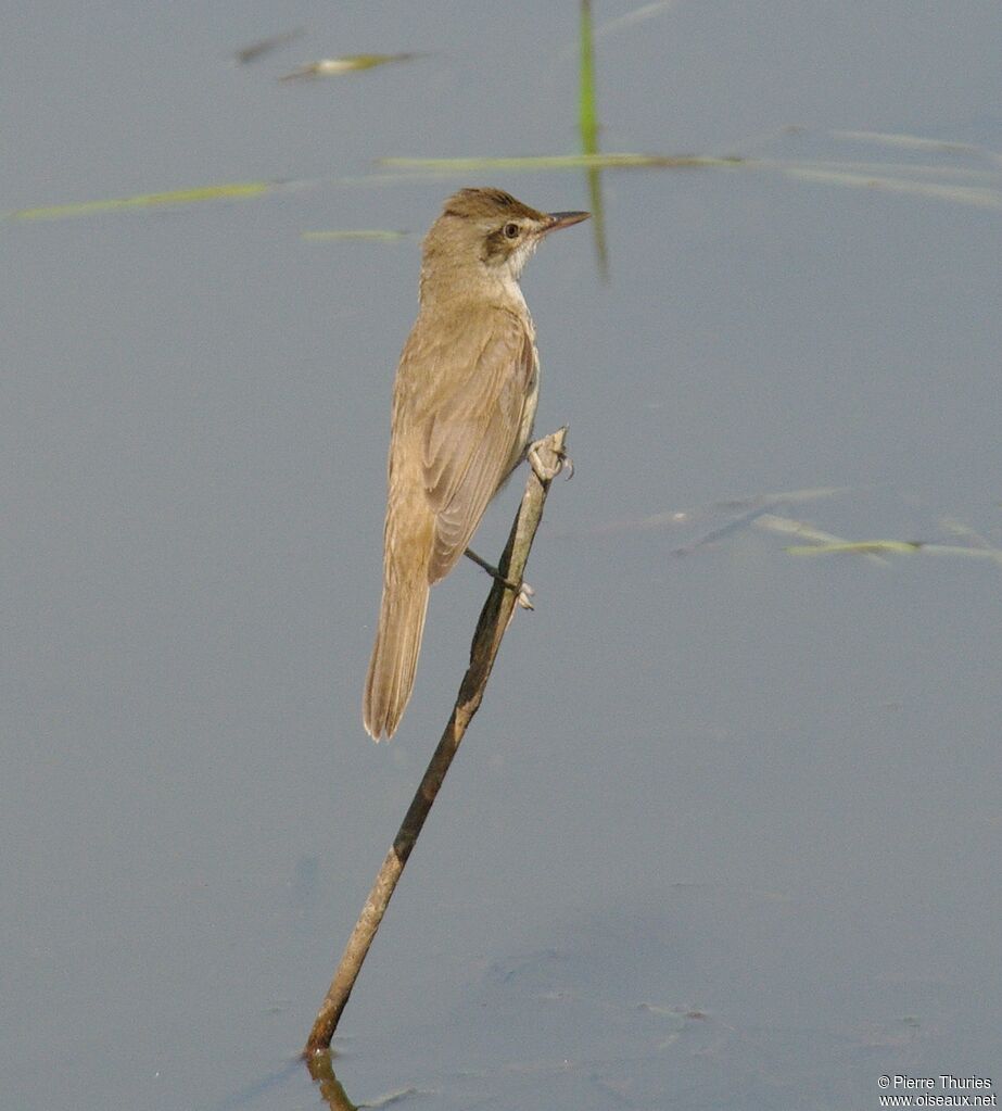 Great Reed Warbleradult