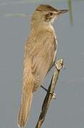 Great Reed Warbler