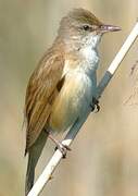 Great Reed Warbler