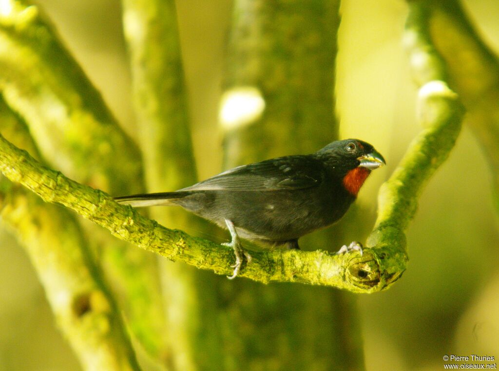 Sporophile rougegorge mâle adulte