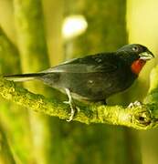 Lesser Antillean Bullfinch