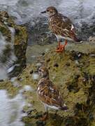 Ruddy Turnstone