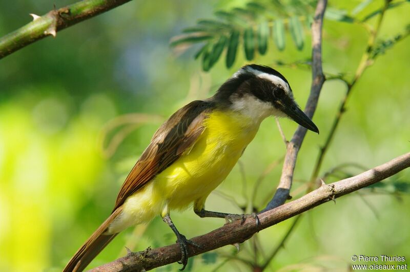 Great Kiskadee, identification