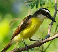 Great Kiskadee