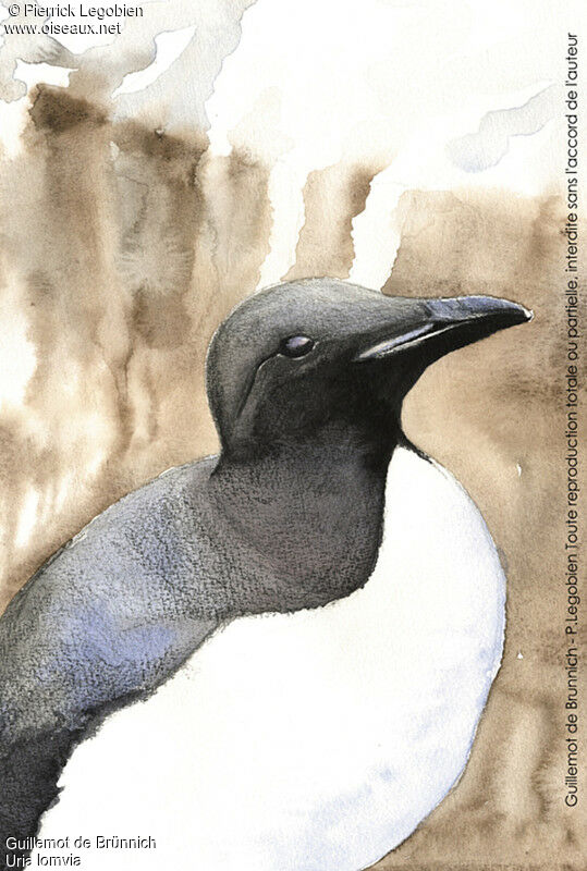 Guillemot de Brünnich