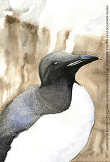 Guillemot de Brünnich