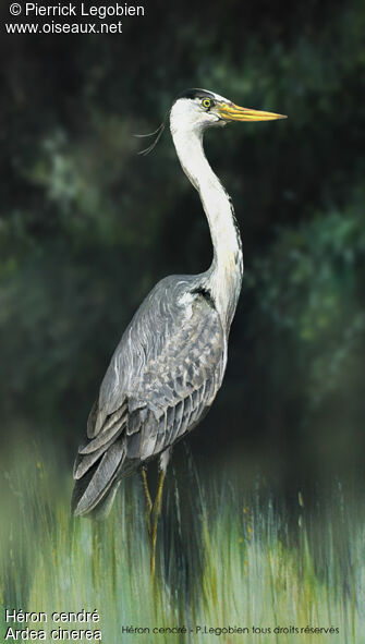 Grey Heron