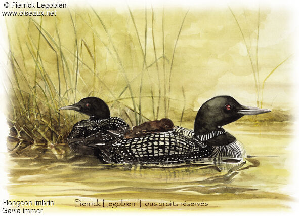 Common Loon