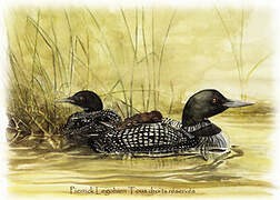 Common Loon