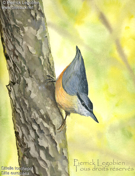 Eurasian Nuthatch